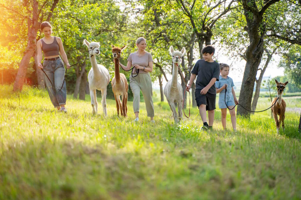 Familie beim Alpakaspaziergang