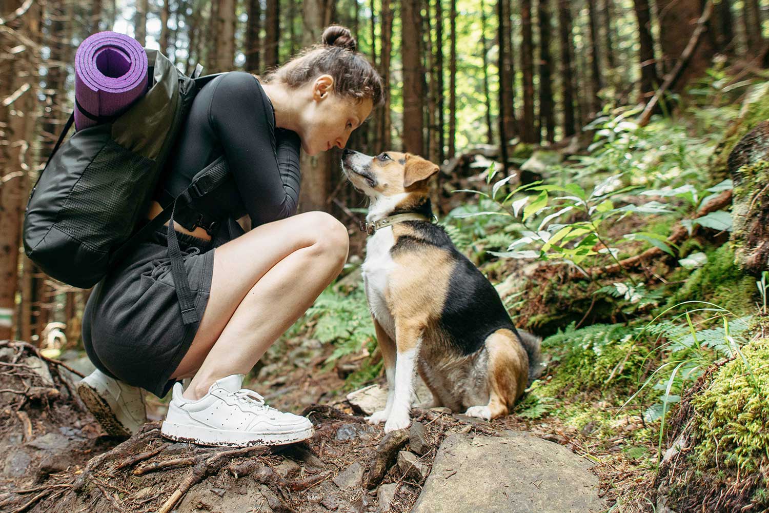 Urlaub mit Hund