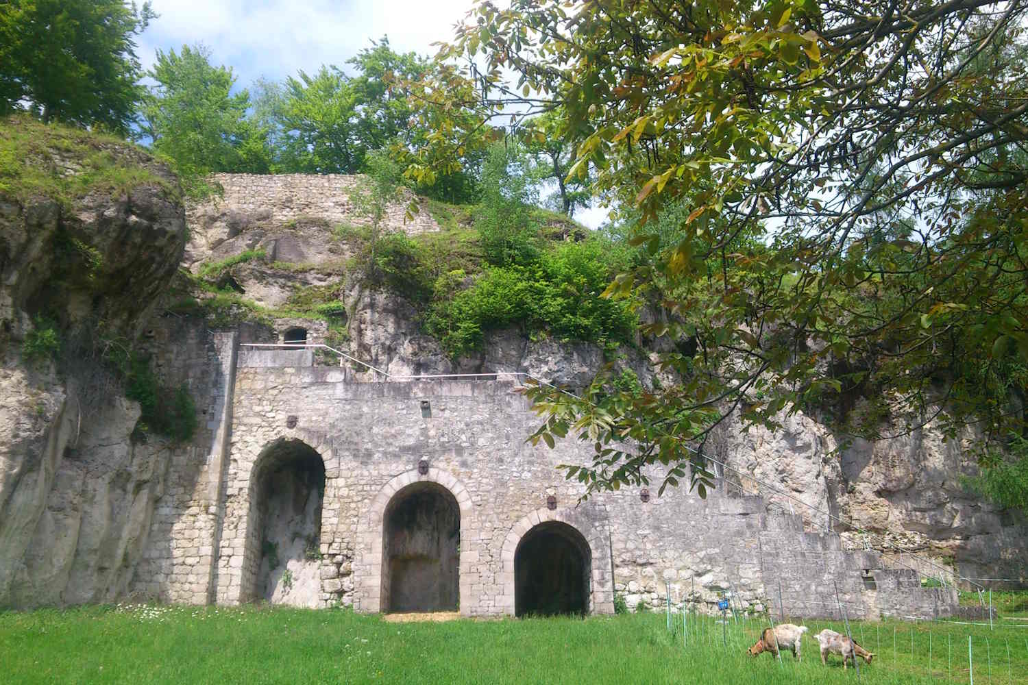 Burgruine Scharzfeld mit Ziegen im Vordergrund.