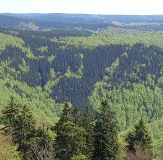 Großer Knollen